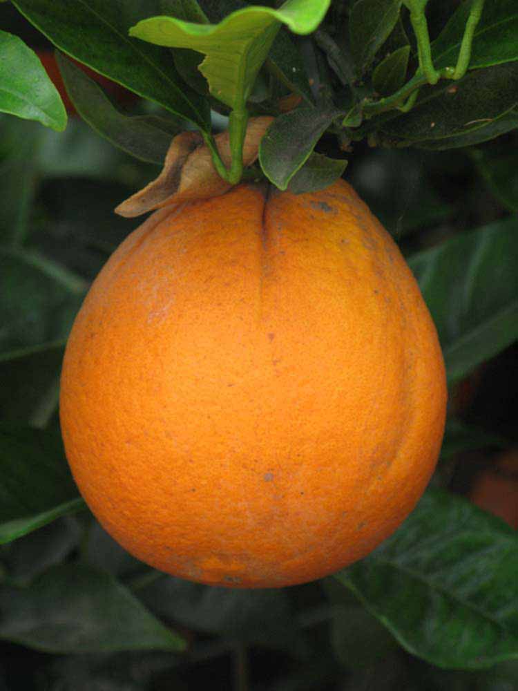            Fruit (Riverside, CA)   